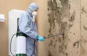 Best Water Damage & Mold Remediation  in Indian Head Park, IL